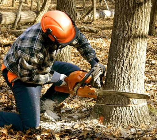 Tree Removal in Lexa, AR